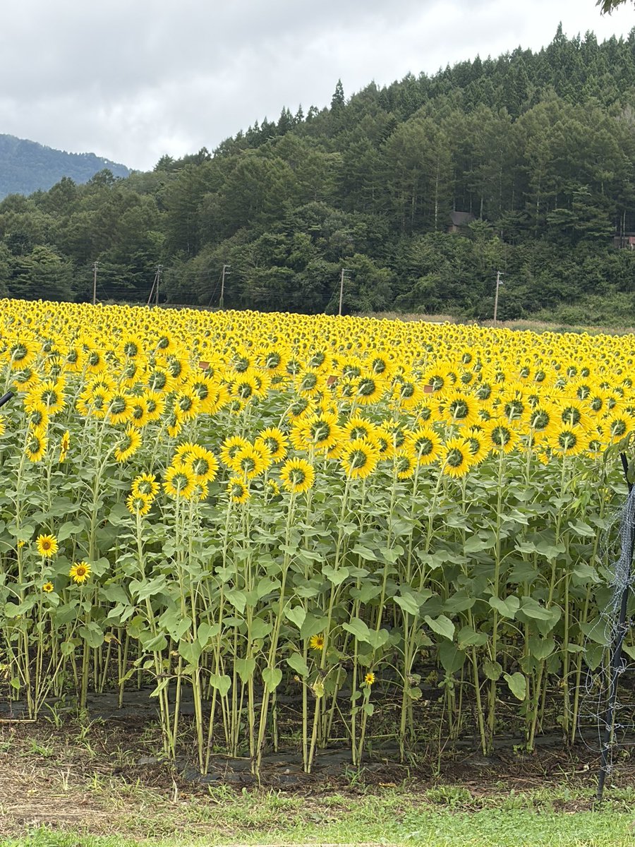 7_police's tweet photo. 今日は富士方面にお出かけ。まずは山中湖花の都公園。9月になったのにひまわりが満開で壮観。お天気はどんよりしてたけど涼しくて快適。よく歩いていい運動になった。 https://t.co/Qn25ZL1wuH