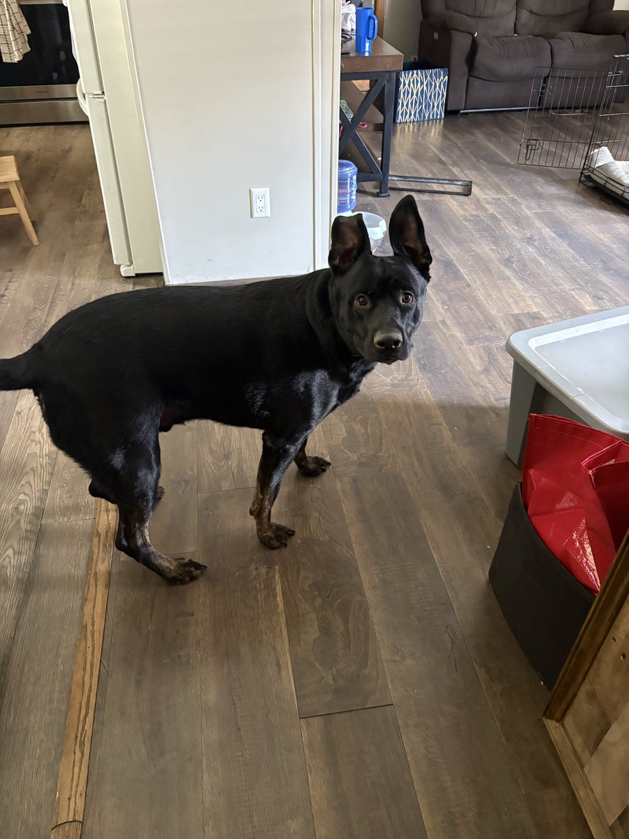 Fryingpan30000's tweet photo. Pictures of my dogs from the past few months ;) https://t.co/iBGHLtVMQp