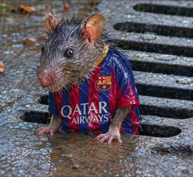 ManuelR823's tweet photo. @jotajordi13 Los culerdos alegres porque perdio  papá Madrid 🤣🤣 https://t.co/1JAsnzdK16