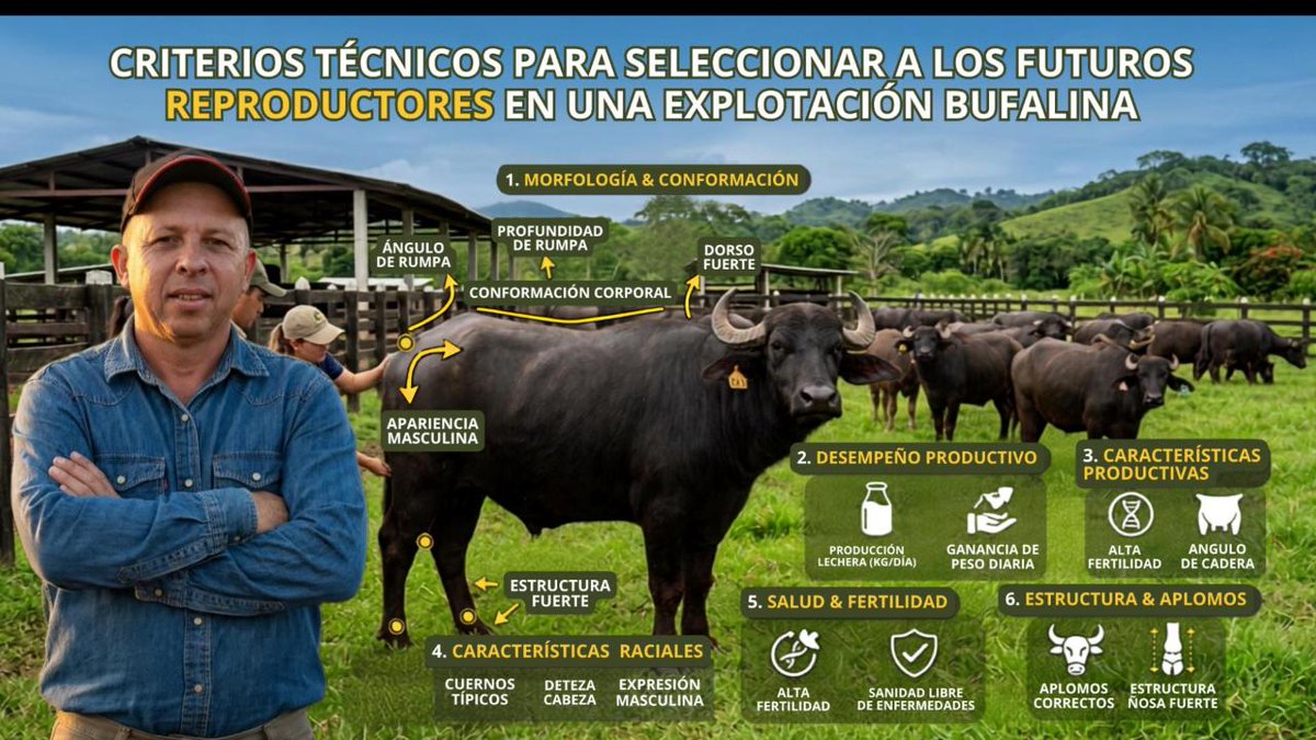 ArandoFuturo's tweet photo. ¿Selección genética o apariencia física?

El Ing. José Ángel Ropero explica por qué el PTA es clave para elegir búfalos reproductores y mejorar la producción de leche. 

Escucha detalles aquí: https://t.co/1TjloDzoYo 

#Agro #Venezuela #Ganaderia #Búfalos https://t.co/PflYQSVIOR