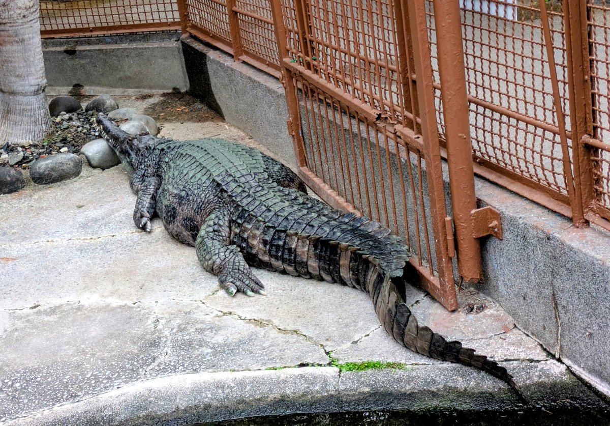 MakoMalaki's tweet photo. 熱川温泉来たら、バナナワニ園へ https://t.co/HGi1NP9NHC