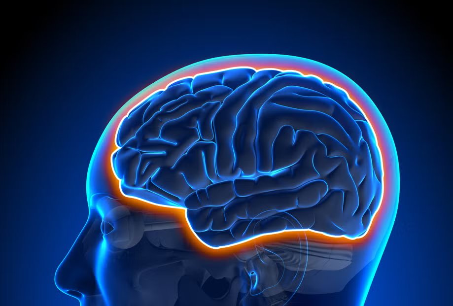 androstanediol's tweet photo. how I imagined the blood brain barrier vs how it actually looks https://t.co/RCL2dBYRPg