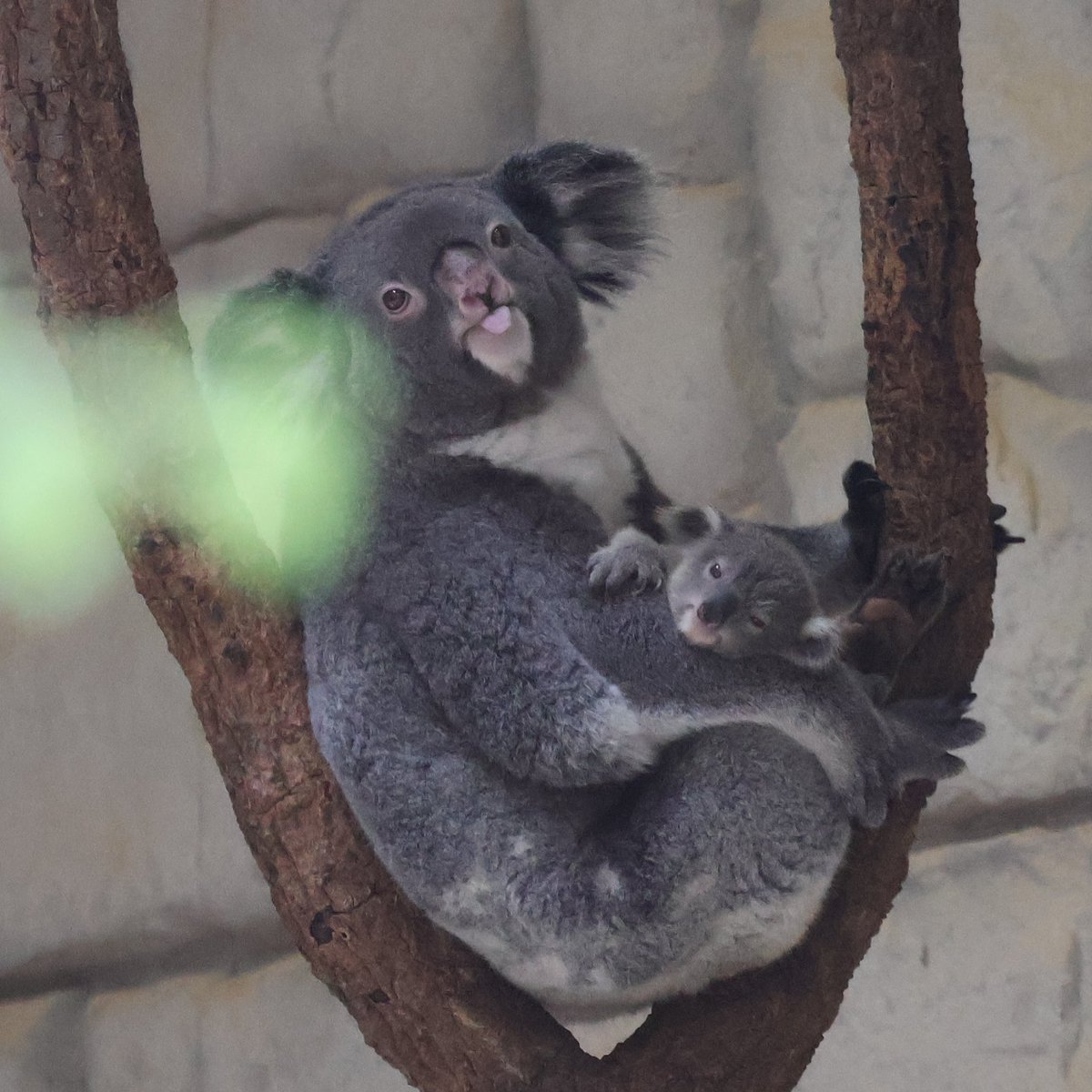 cotohal_mama's tweet photo. かわいい親子

#りん #りん仔
#東山動植物園
#コアラ
撮影：2026.8 https://t.co/zIT2H6Me2y