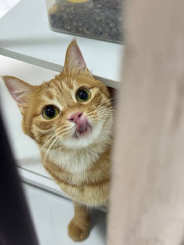 Shovhitt's tweet photo. My friend's cat is so cute! https://t.co/EaKi5QYE0h