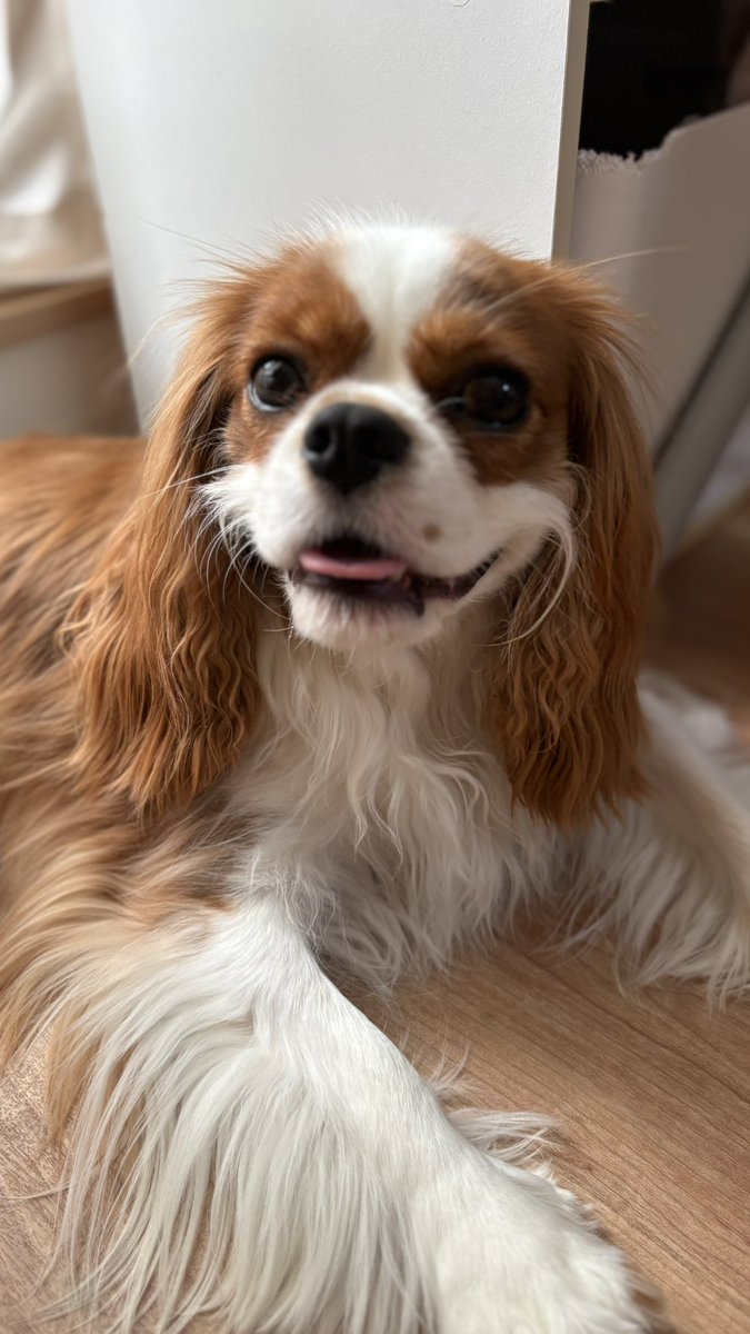 olive_cavalier's tweet photo. 土曜日だけどパパはいないよ！ママは24時間365日いるよ！しんど！

みたいな顔に見えてきた https://t.co/Nq7ZVRAxRa