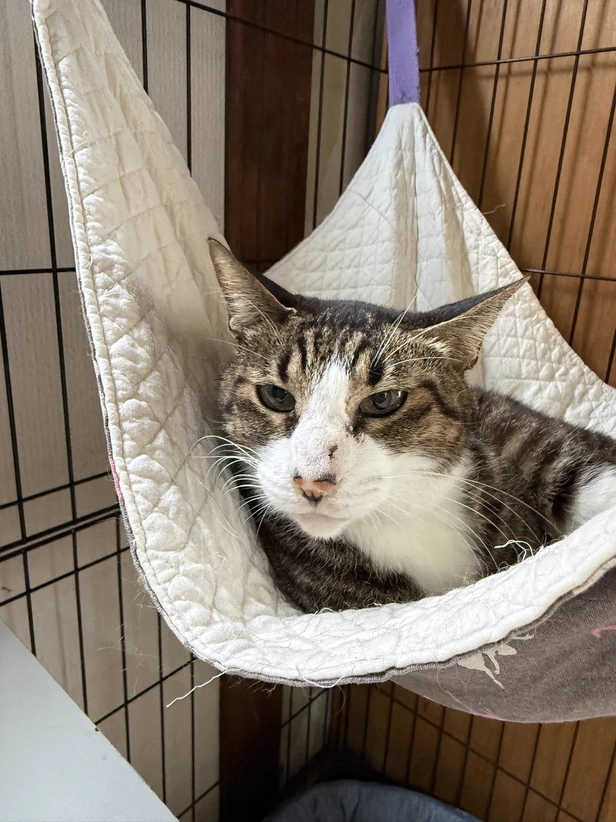 一般社団法人KR本牧犬猫ライフ未来へ繋ぐ会 on X: 