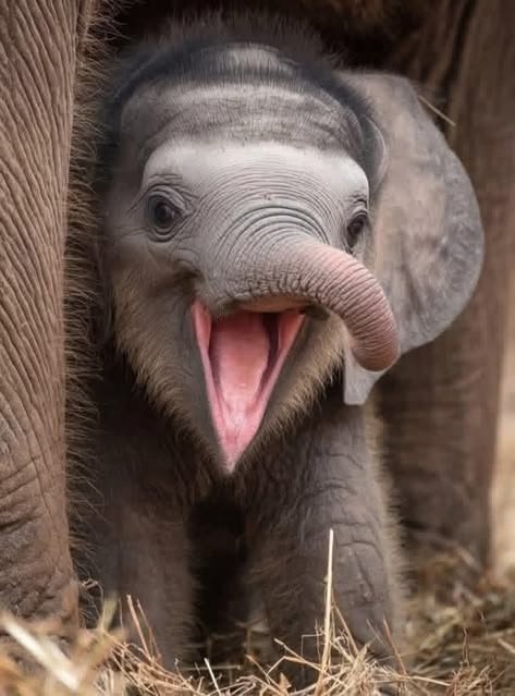 wildanimalpis's tweet photo. https://t.co/u7nJFXcLVM