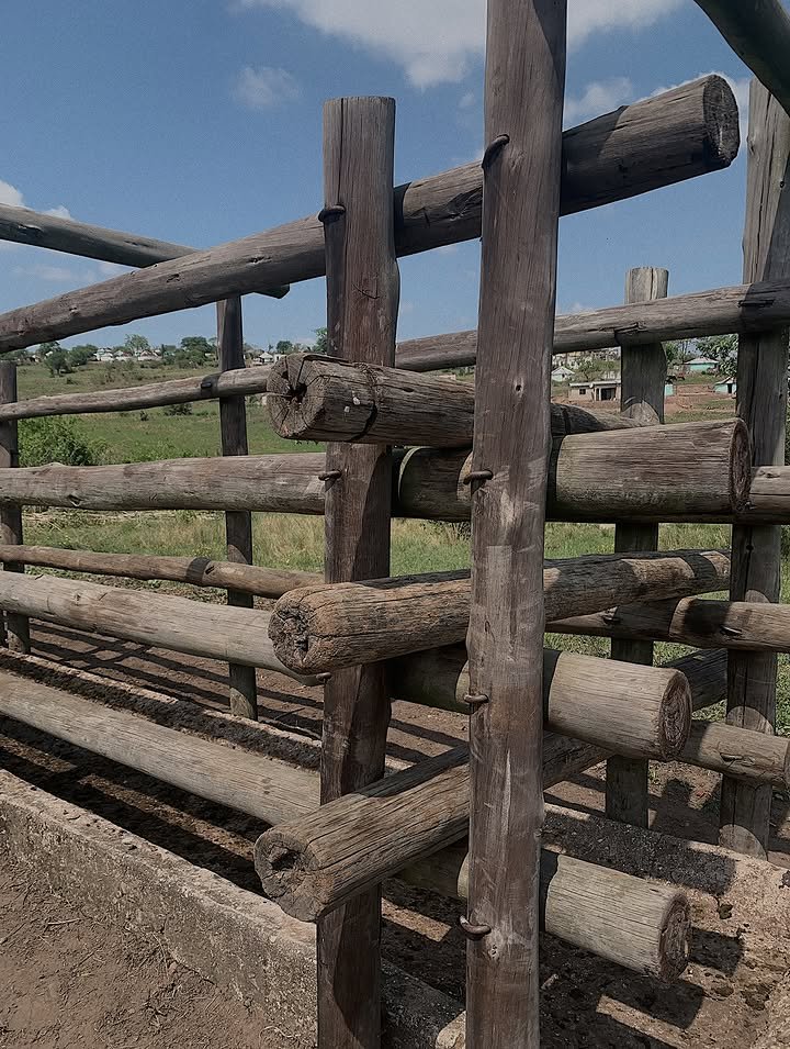 Khamenei68's tweet photo. Morning farm twitter ☁️🌻 https://t.co/28UQuZo2jh