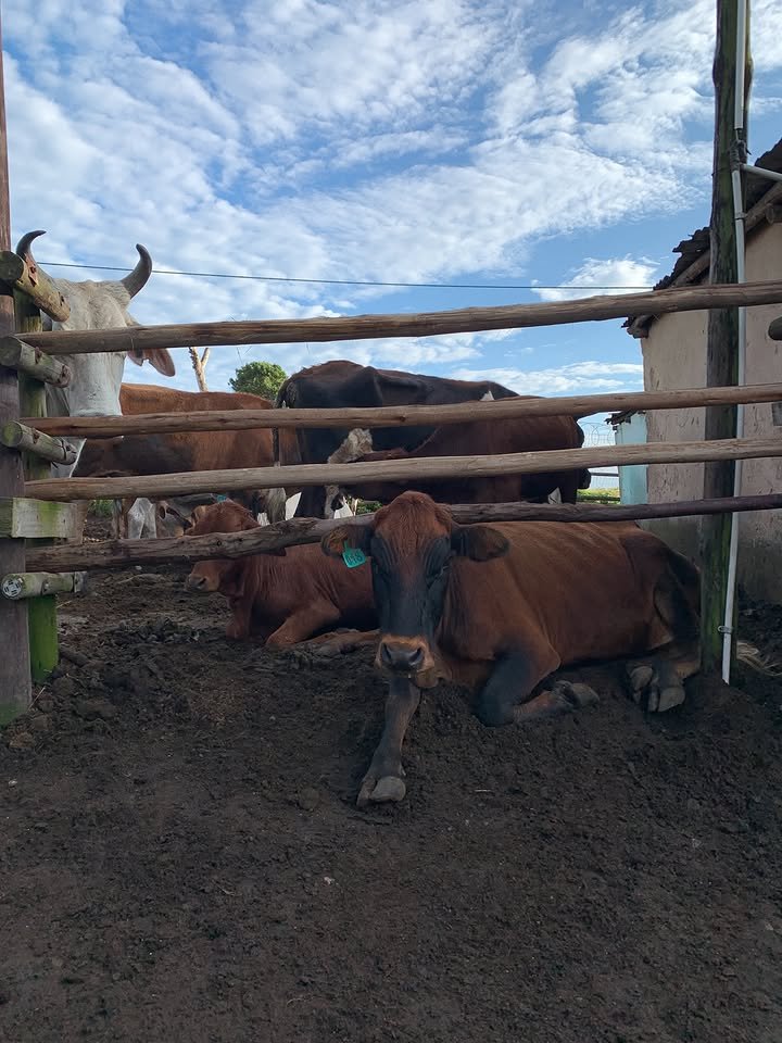 Khamenei68's tweet photo. Morning farm twitter ☁️🌻 https://t.co/28UQuZo2jh