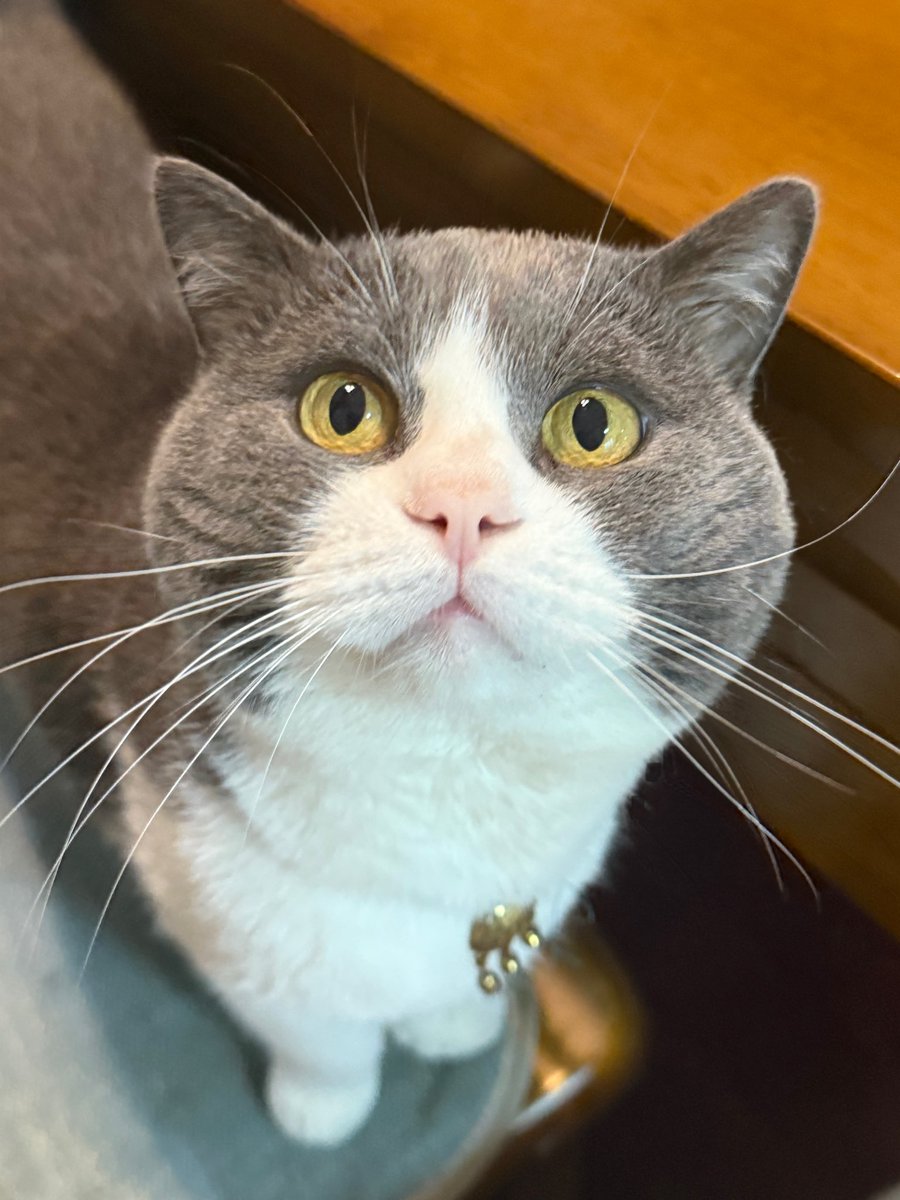 WEvan36968's tweet photo. 开学了放只灵宠在这
#猫 #萌物 https://t.co/V8ucfSjsY8