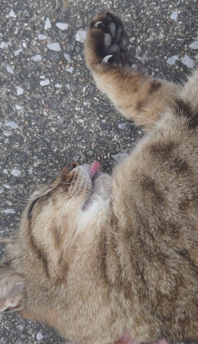 hiroch_TKMK's tweet photo. 顔は恍惚なのに爪がニョキニョキ出てくんの怖すぎんのよ猫 https://t.co/gsS0Dfbayi