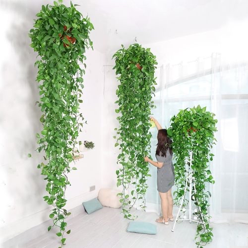 JanMuhammezceu's tweet photo. Pro tip for pothos lovers: Let its soil dry 70% between waterings! Avoid overwatering and watch it thrive with bright indirect light. Happy growing! https://t.co/ZjsXMzTn8f