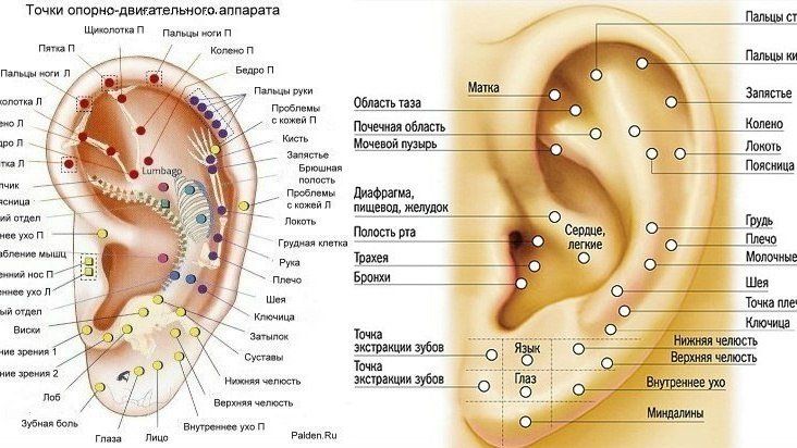 MassageRu's tweet photo. Аурикулярные акупунктурные зоны: https://t.co/GukPJzJECf https://t.co/c778jSTY8q