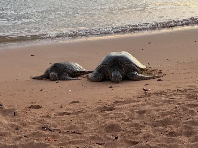EricRuizRP's tweet photo. Been busy as da last rush of summer vacationers check out tomorrow. Sold out since April, blessed and humbled. Slow season starting but still gonna be busy. For now, just at da beach enjoying da last honu before they head back to da ocean till next year. https://t.co/6bkOpaxlYN