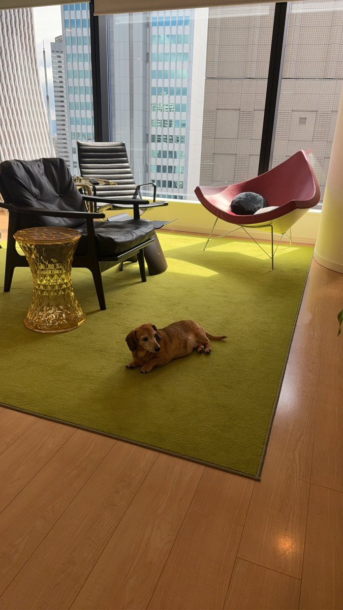 obatax's tweet photo. くつろぎ犬 https://t.co/kYi4OTXg3W