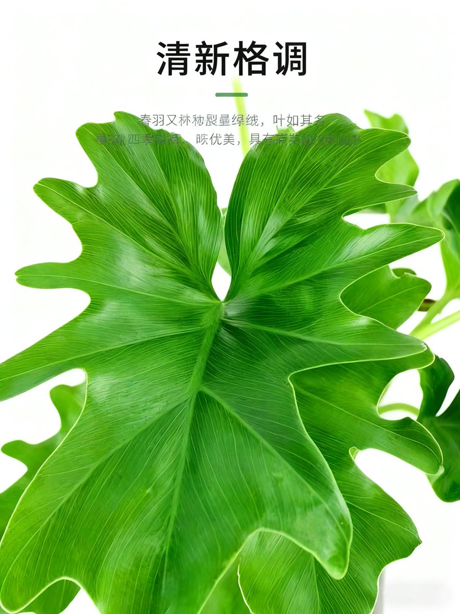 SummerRacheuan's tweet photo. Cuidados básicos de monstera: rocía sus hojas cada 2 días, colócala en luz indirecta y no riegues hasta que la tierra esté seca. Así crecerá sana y bonita!， https://t.co/8G4is7rmaw