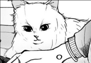 HuiShi46852's tweet photo. @118NatsumeTsuki 猫猫的眼睛看着好坚定 https://t.co/UkA1gZWLLX