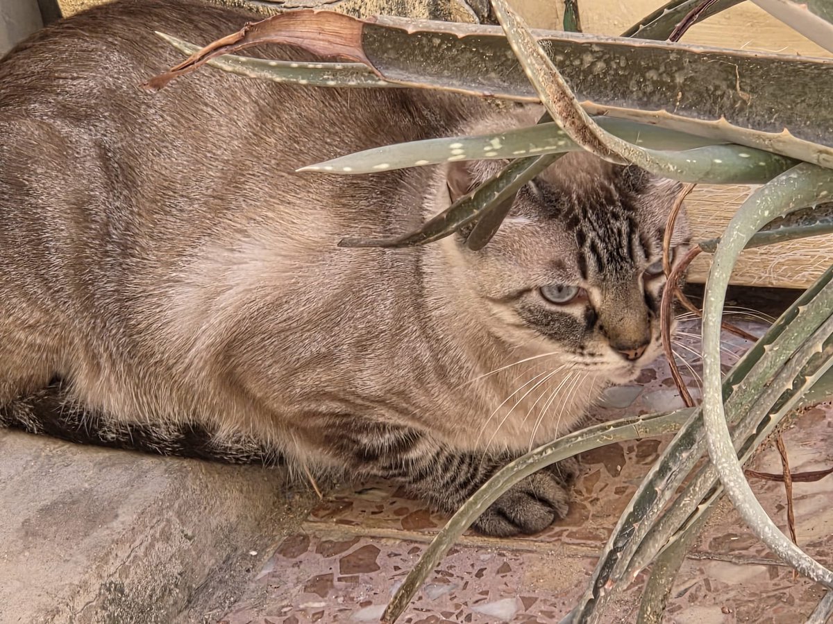 AcofalX's tweet photo. Este gatito se ha encontrado en un patio de la calle San José en San Vicente del Raspeig (Alicante),se ve muy bien cuidado y gordito, tiene que ser de alguna casa de alrededores. Contacto  648851916 https://t.co/sK5G83J7MJ