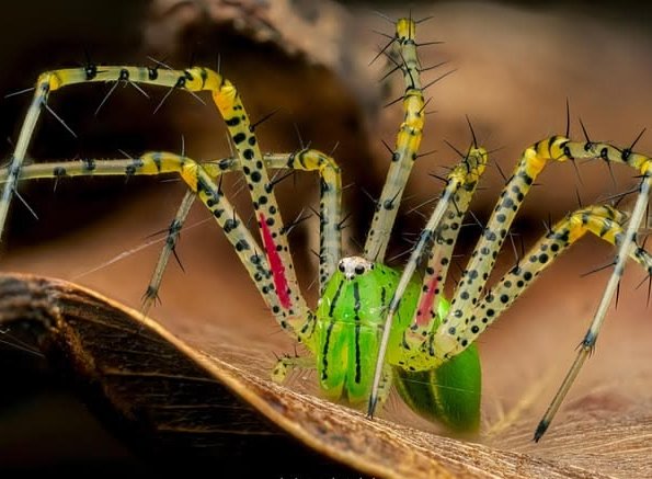 natural77384672's tweet photo. Green lynx spider https://t.co/1RKeTiFl4V