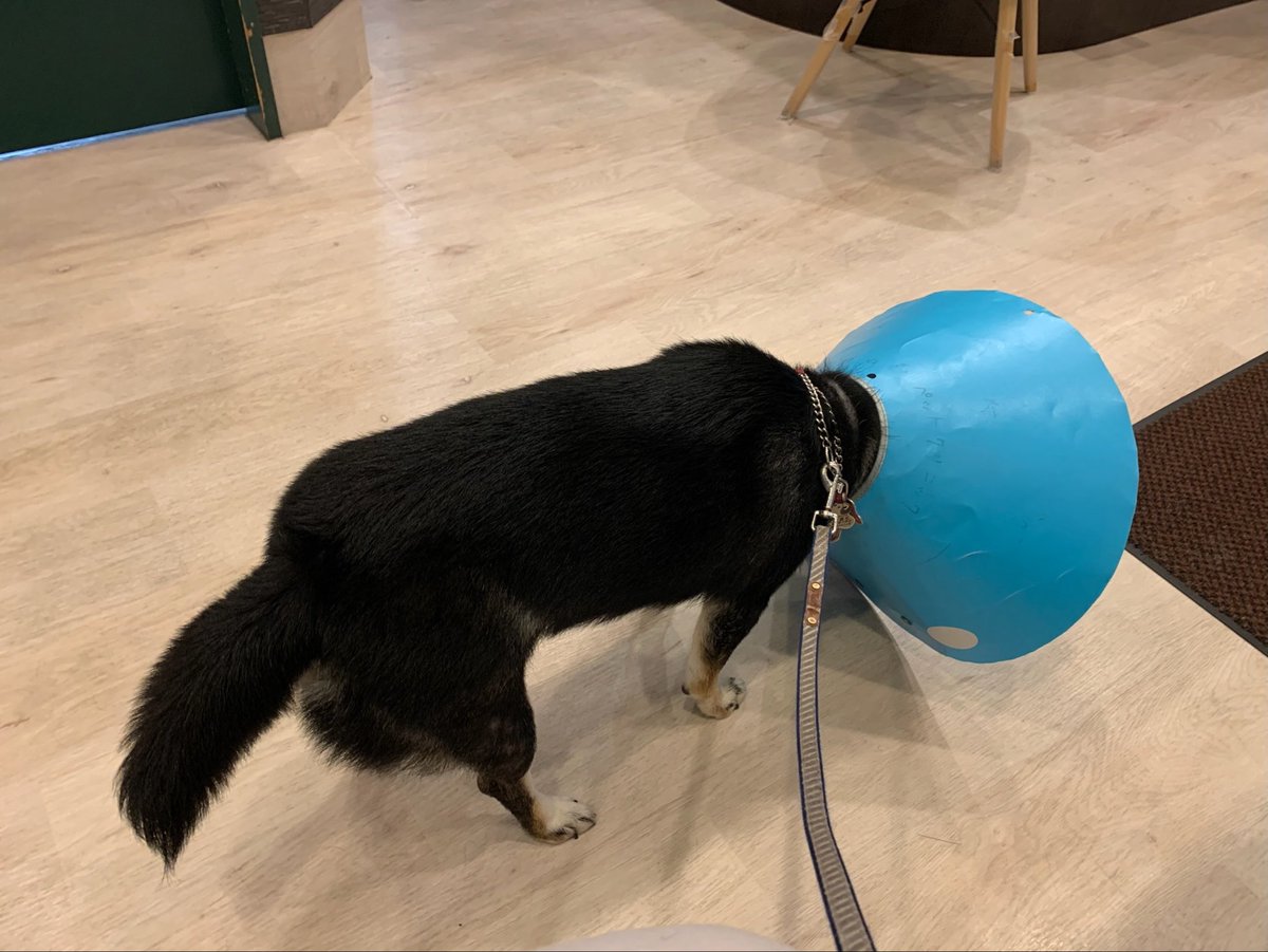 sakura26mana's tweet photo. 病院でエリザベスカラー付けられて明らかに落ち込んでいる犬 https://t.co/J4GvClnfRj