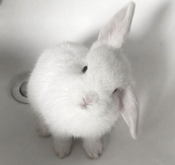 KindBoyPrincess's tweet photo. :¨ ·.· ¨:
`· . 🐰 #shedrtwt intro !! ෆ
ꪆৎ Clementine ₊⊹
he ◞ boygirl ⚞^. .^⚟ 18
♥︎ no dni , i block freely ♥︎
「 #slittwt #edrtwt #shtwt #shedrtwt #ricecacketwt #miatwt #promotwt 」 https://t.co/I2TIDXcBXe