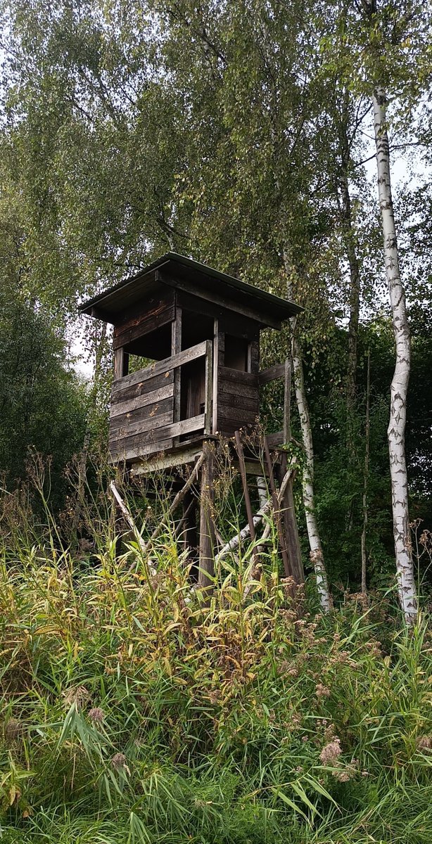 photogirl_marie's tweet photo. #waldtage #waldzeit  Deutsche Waldtage https://t.co/tQpgNac61J