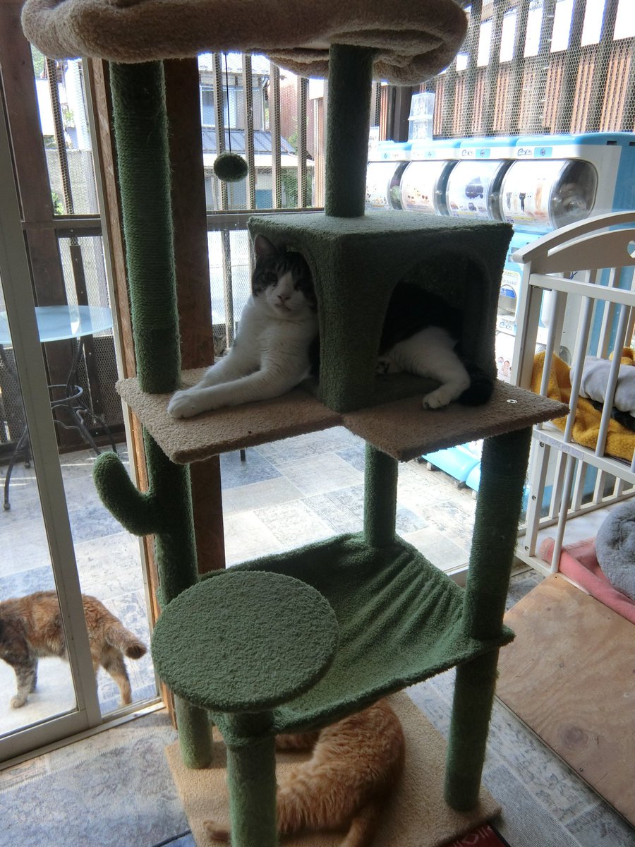 701_kami's tweet photo. ヒノキくんとワオくんが
虹の橋を渡りました

笑にゃんこ王国
にゃんことわんこのお墓
https://t.co/Vp9o1hZ1GE 

ヒノキくんは1F〜3Fまで
何処にでも付いてきてくれました

ワオくんは行き来が出来る扉の前で来る猫さんにワオワオ３回叩くのが
LIVEでも目撃して楽しませてくれました

おやすみなさい https://t.co/lM38Lv6sdI