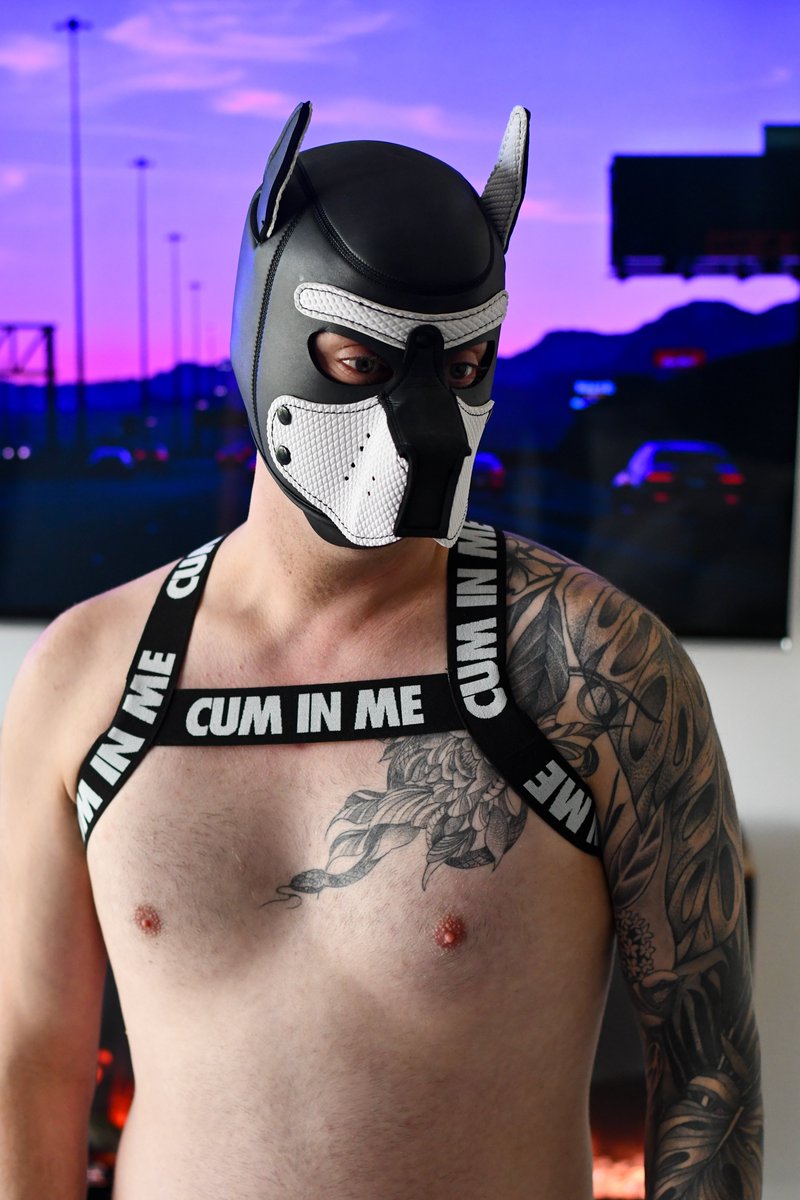 D0ubleDamage's tweet photo. 🐾 Good boy energy.

#Pup #PupGear #Harness #PupPlay #Leather #GayX #GayMen #Kink https://t.co/L5sCTKarWI