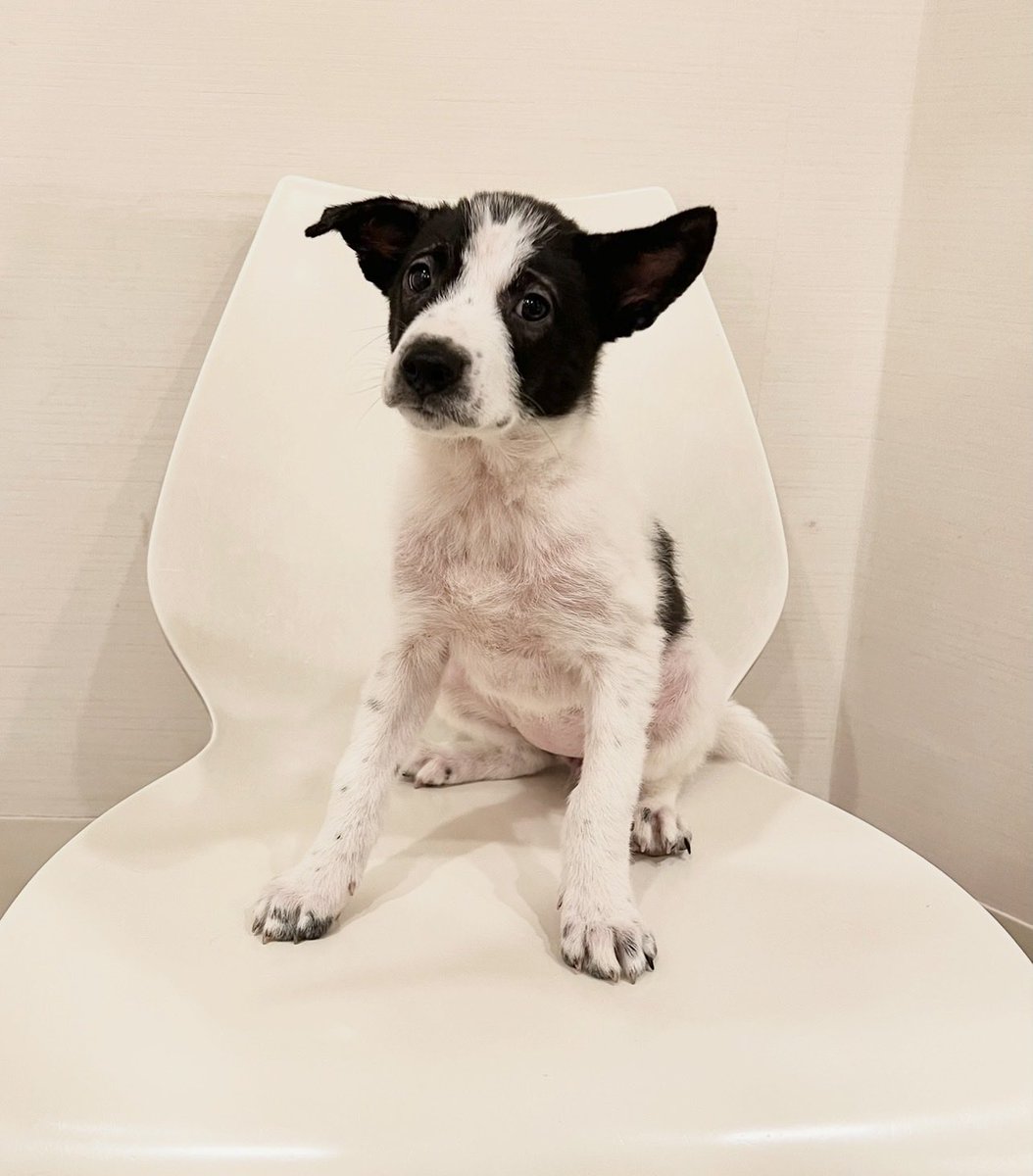 6pikuuOTUnIU9W6's tweet photo. 保護犬の里親さん募集しています！！

仮名:ぽぽぴっち(女の子)

⭐︎生後約3ヶ月
⭐︎混合ワクチン接種済み
⭐︎ノミダニ駆除済み
⭐︎検便検査済み
⭐︎血液検査済み
⭐︎レントゲン検査済み
⭐︎エコー検査済み
各種証明書をお渡しします。

白黒のパンダ模様がとっても可愛い美人さんです。

親犬とはぐれ、兄弟たちだけで身を寄せ合いうずくまっていたところを保護されました。

食いしん坊で好奇心旺盛な子犬らしい子犬です。

この子を生涯大切にしてくださるご家族を募集しております。
どうぞよろしくお願いいたします。

※現在5キロ程ですが成犬時15キロ前後を
予想しております。
