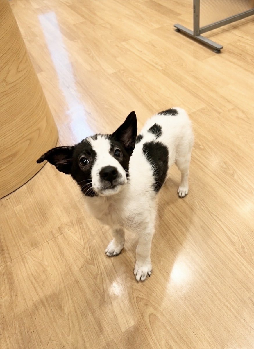 6pikuuOTUnIU9W6's tweet photo. 保護犬の里親さん募集しています！！

仮名:ぽぽぴっち(女の子)

⭐︎生後約3ヶ月
⭐︎混合ワクチン接種済み
⭐︎ノミダニ駆除済み
⭐︎検便検査済み
⭐︎血液検査済み
⭐︎レントゲン検査済み
⭐︎エコー検査済み
各種証明書をお渡しします。

白黒のパンダ模様がとっても可愛い美人さんです。

親犬とはぐれ、兄弟たちだけで身を寄せ合いうずくまっていたところを保護されました。

食いしん坊で好奇心旺盛な子犬らしい子犬です。

この子を生涯大切にしてくださるご家族を募集しております。
どうぞよろしくお願いいたします。

※現在5キロ程ですが成犬時15キロ前後を
予想しております。