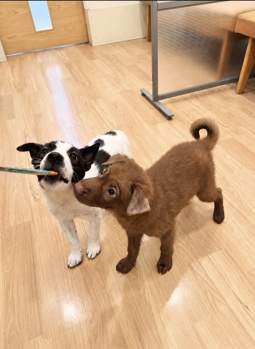 6pikuuOTUnIU9W6's tweet photo. 保護犬の里親さん募集しています！！

仮名:ぽぽぴっち(女の子)

⭐︎生後約3ヶ月
⭐︎混合ワクチン接種済み
⭐︎ノミダニ駆除済み
⭐︎検便検査済み
⭐︎血液検査済み
⭐︎レントゲン検査済み
⭐︎エコー検査済み
各種証明書をお渡しします。

白黒のパンダ模様がとっても可愛い美人さんです。

親犬とはぐれ、兄弟たちだけで身を寄せ合いうずくまっていたところを保護されました。

食いしん坊で好奇心旺盛な子犬らしい子犬です。

この子を生涯大切にしてくださるご家族を募集しております。
どうぞよろしくお願いいたします。

※現在5キロ程ですが成犬時15キロ前後を
予想しております。
