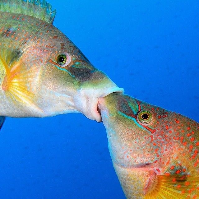 tagyourwho's tweet photo. me and my fish wife if we were fish and married https://t.co/vg4KeJQh5e