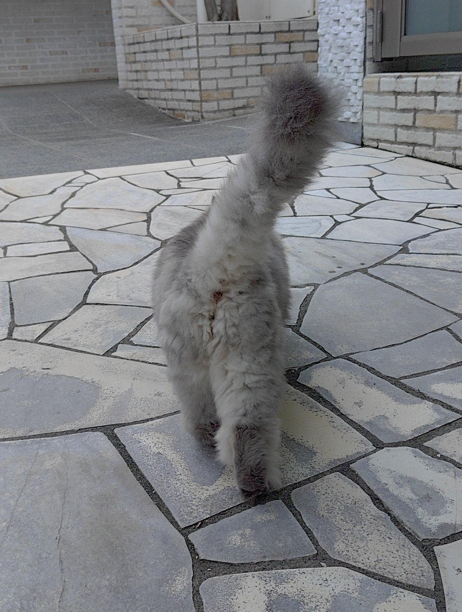 c0remitz's tweet photo. うちのマンションにお住まいの猫様　たまに出てきててモフらせていただける https://t.co/jNp0fIJtWj