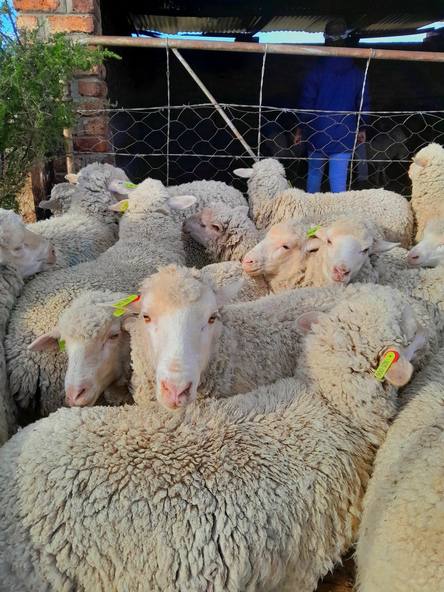 hluminikelo's tweet photo. A day in a life of a student in Agriculture 🤍🐑 https://t.co/lav8yNUcIs