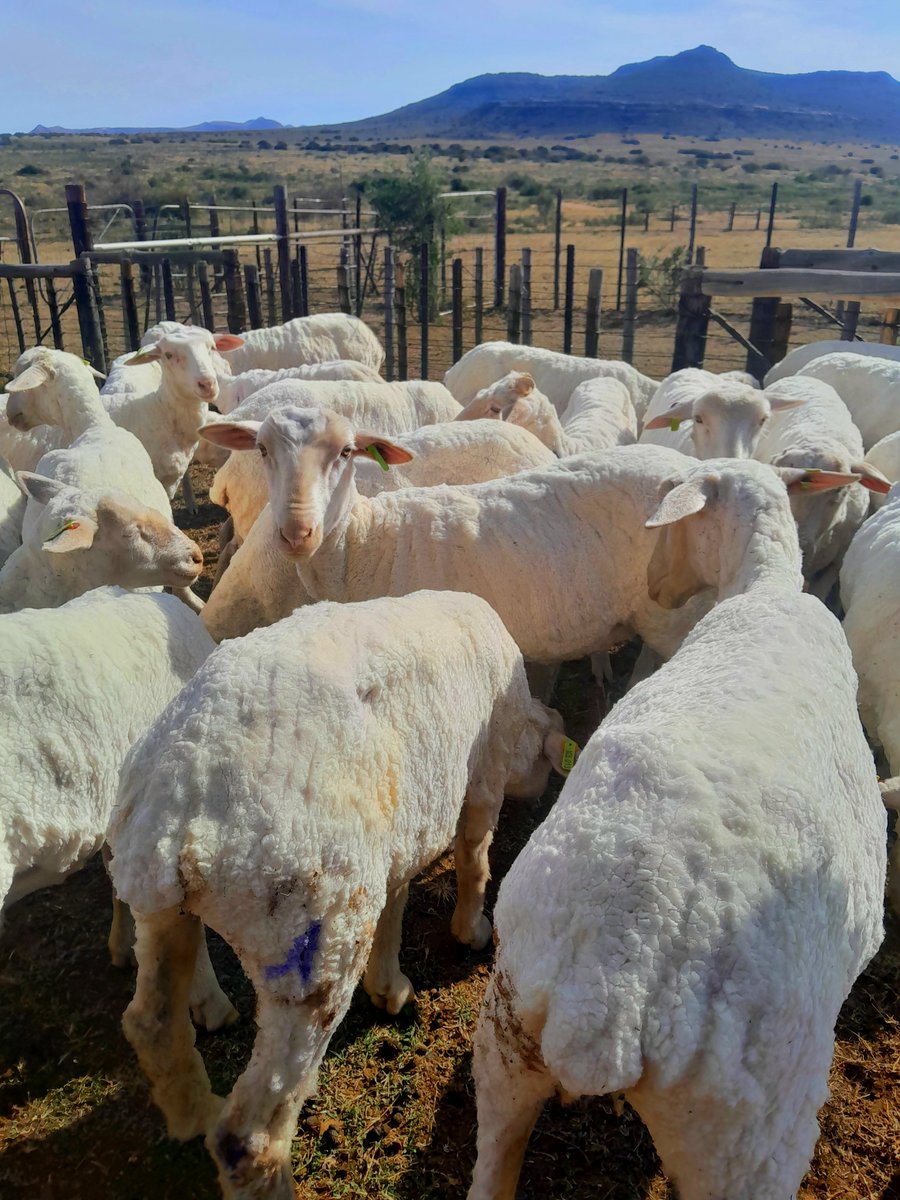 hluminikelo's tweet photo. A day in a life of a student in Agriculture 🤍🐑 https://t.co/lav8yNUcIs