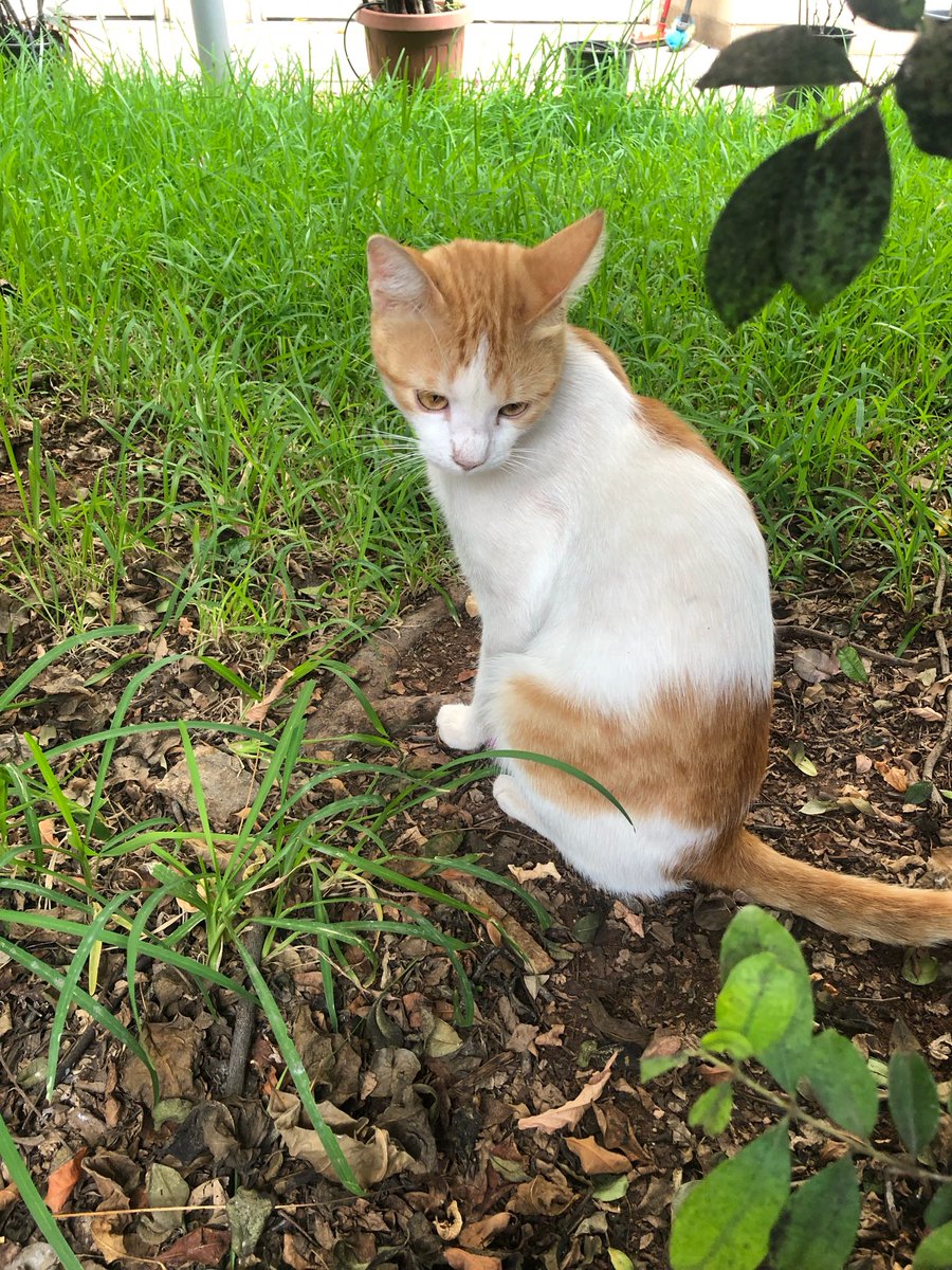 marie_nassar's tweet photo. Good morning X-Friends…Happy Saturday 🌼🍃☕️🐈☀️🧡🤍💚
My photo 📸

#SaturdayMorning 🌼 #CoffeeTime ☕️ #CatsLover 🐈 #WeekendVibes ☀️ #StayPositive 💛 #BeKindAlways 💚 #PeaceAndLove 🕊️ https://t.co/Qniv0KZxtK
