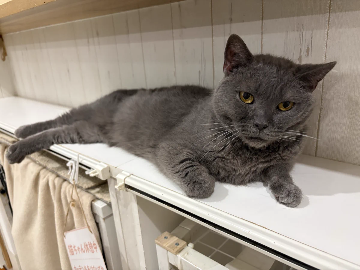 関東3店】譲渡型猫カフェ にゃんくる on X: 