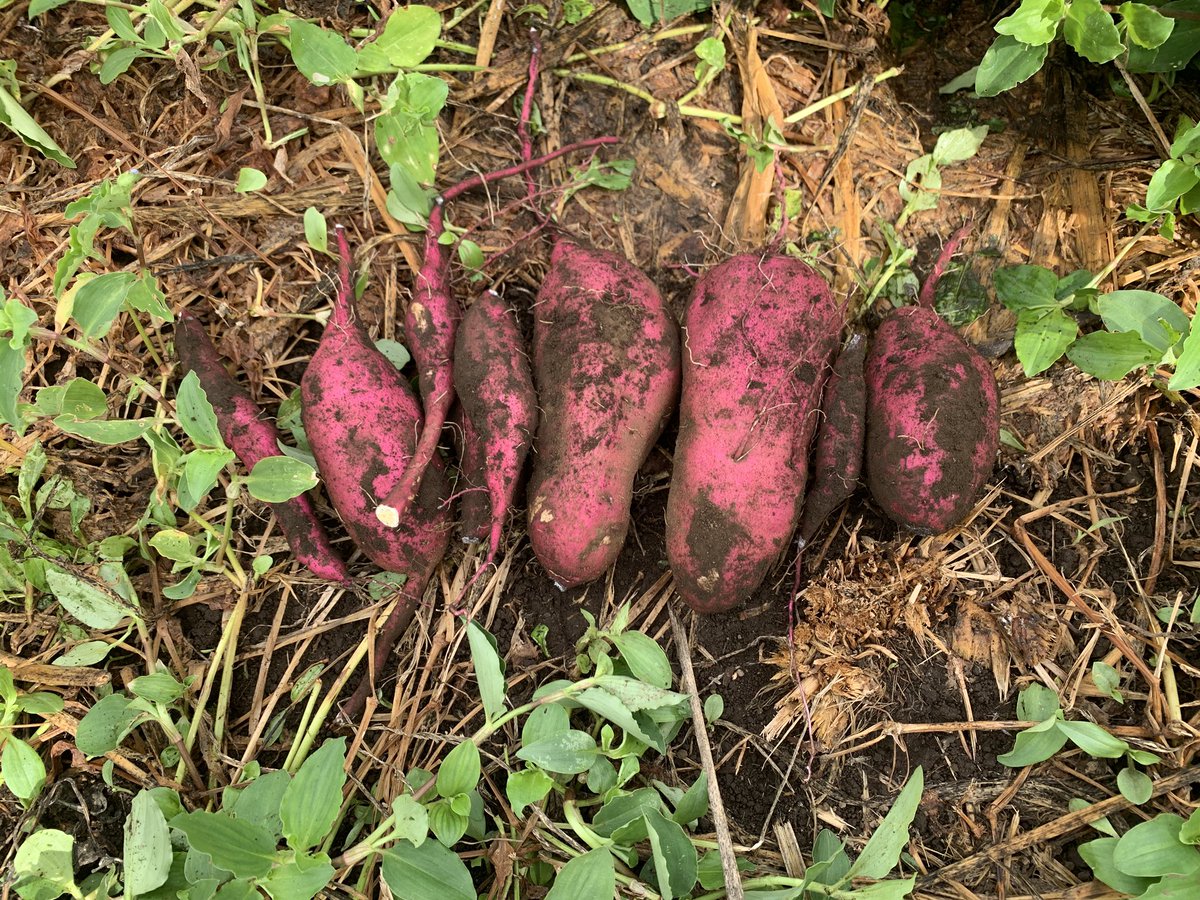 higashinkyu's tweet photo. さつまいもを試し掘り🍠

ツルを引き抜いた瞬間、根が途中で切れてしまって
「え、芋できてない…？」
と一瞬かなり焦りました😂

でも掘ってみると、ちゃんとありました。

しかも思ったよりしっかりしたサイズ。

今年はこのさつまいもを収穫・熟成して、最終的には自分で育てた芋を使った焼き芋の販売までつなげたいと思っています🍠

#さつまいも #農業 #半農半X #焼き芋 #熊本