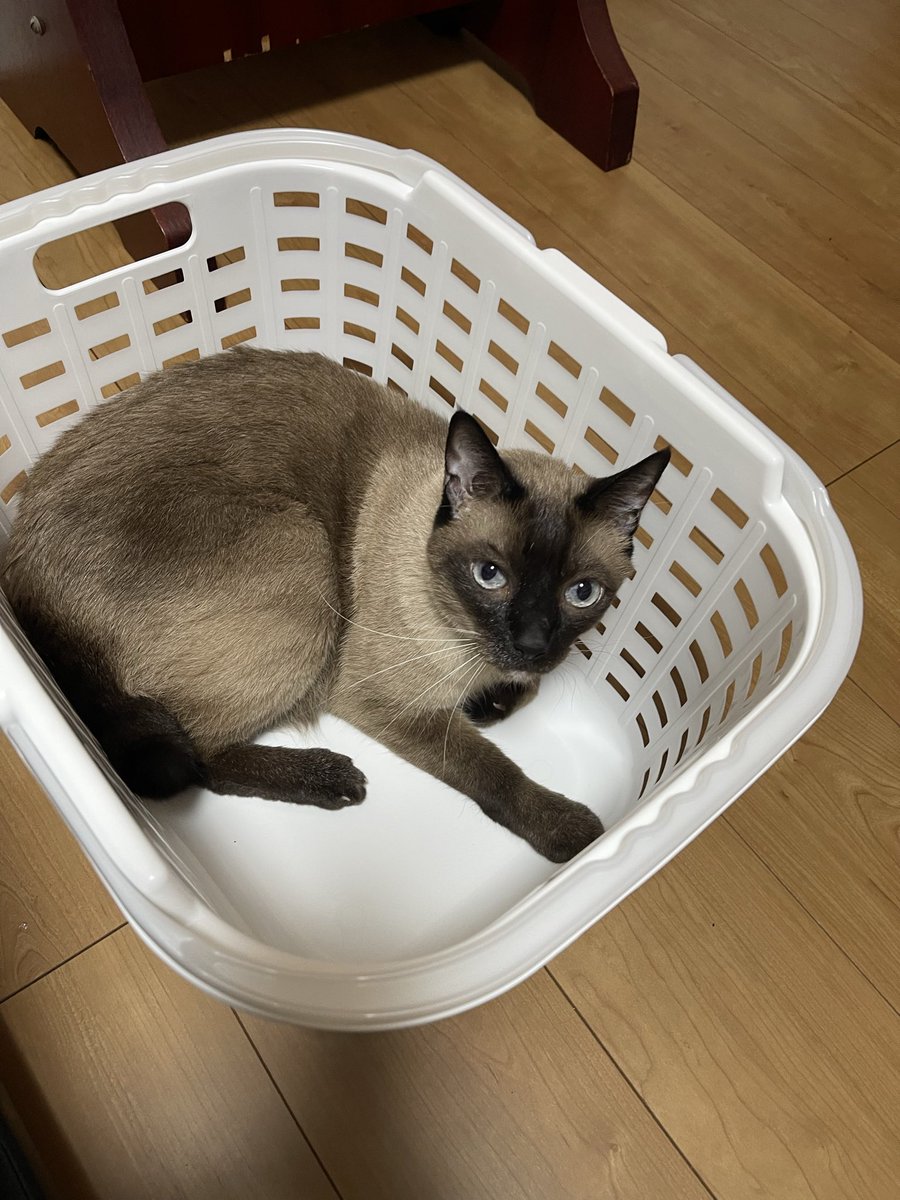 J_BOY201704's tweet photo. 釣り道具を入れる為に買い物籠をコーナンで買ってきた。隙を見て中に入っちゃうルーク🐈
ちょっと〜どいてちょーだいな！
でも、かわゆい https://t.co/47AEGZ0fRR