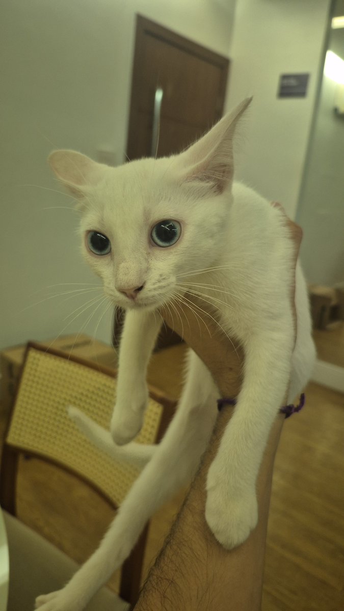 heitor_barata's tweet photo. 😻 https://t.co/Pwn7nbrpl2