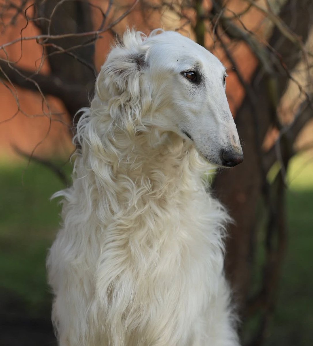 RustyTMIRB's tweet photo. I CANNOT TAKE DEVIN SERIOUSLY HE REMINDS ME OF A BORZOI DOG https://t.co/PU2y1YiSsW