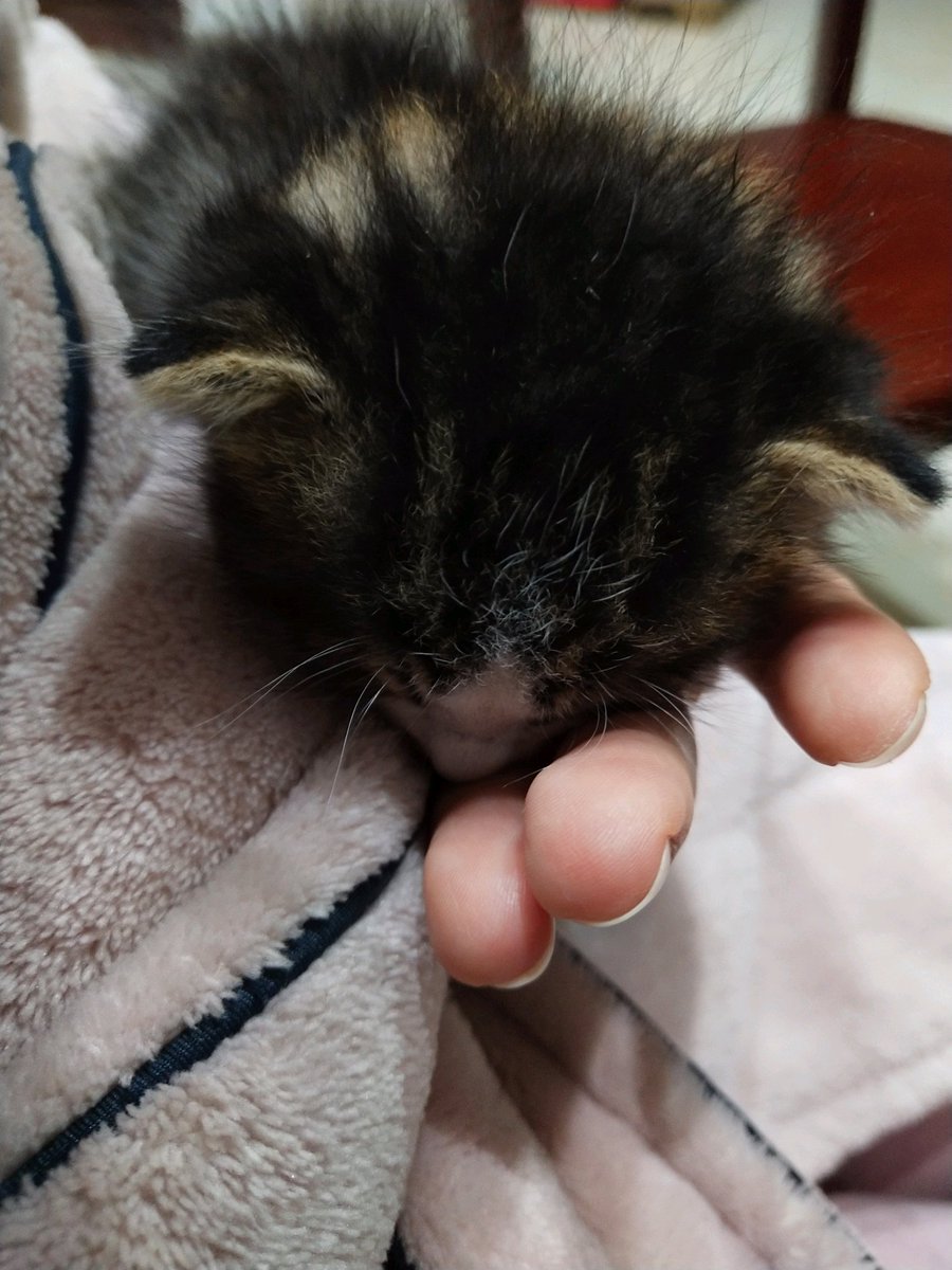 woozanf's tweet photo. 从小奶猫缩在手心到踩奶踩得地毯咚咚响，宠物的成长，是藏在每一个小日常里的温柔惊喜～ https://t.co/FcVONqOFG1