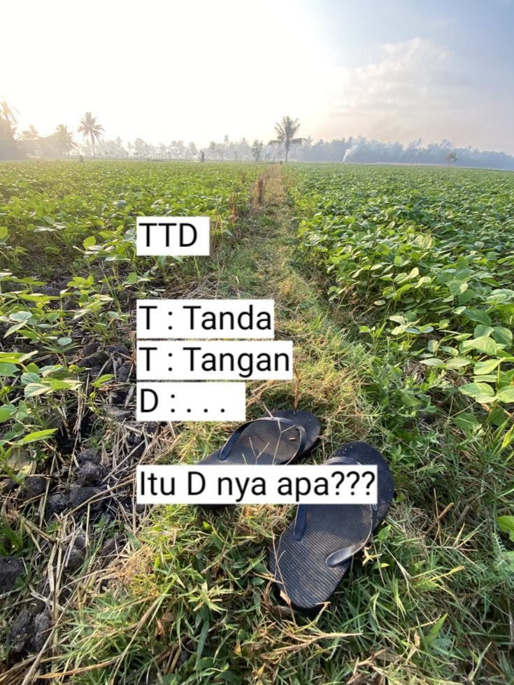 aril_piterpen1 tweet picture