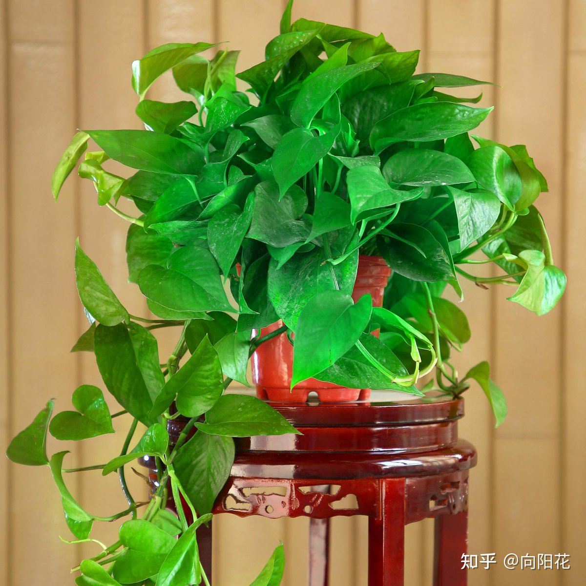 azurt973151's tweet photo. [Quick tip for your pothos! Let the top 2 inches of soil dry out between waterings—this tough houseplant thrives with minimal fuss! ]， https://t.co/ObLYgbJUBK