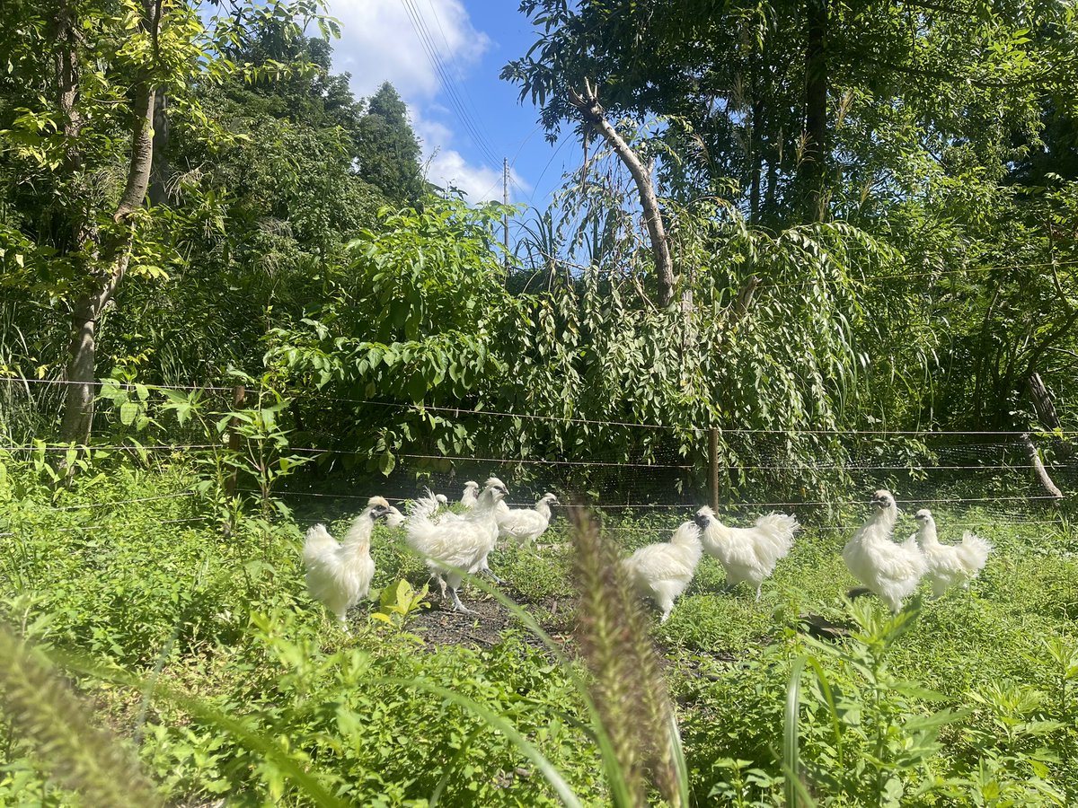 nekomorikokoro's tweet photo. オーガニック銀（しろがね）農園

季節を、一箱に。

東京・南青山で40年。
寿司割烹の大将として、
食材と向き合い続けてきた料理人が、

「本当に自分が料理したい野菜をつくりたい」

そんな思いから、
17年間、農薬に頼らない野菜づくりを続けてきました。

5月の山菜から、12月の冬野菜まで。

朝の畑を歩き、
その時いちばん美味しいものを選んで収穫。

季節の採れたて野菜、
香り豊かなハーブ、
平飼いで育てた烏骨鶏の卵など、

料理人の目で選んだ、その日の畑を
メンバーの皆さまへ直接お届けします。

何が届くかは、季節と畑次第。

スーパーに並ぶための野菜ではなく、
「今日、これを料理したい」
と思えるものを。

【5月〜12月・全10回】

🥈 SILVER
60サイズ × 10回　30,000円

🥇 GOLD
80サイズ × 10回　40,000円

💎 PLATINUM
100サイズ × 10回　50,000円

大量につくる農園ではありません。

40年の料理人としての経験と、
17年の畑での経験。

その二つを、一箱に。

オーガニック銀（しろがね）農園

― 畑から届く、料理のはじまり。 ―

ヒビキが大好きなお爺さんの
ためにプロデュースしました。価格は消費税、送料込みです。関東圏のみです。
野菜の香りは時間との闘いなので遠い方は🆖でお願いします。今は、ヒビキの食材は全てこの農園です。本当に美味しいです。数ま限りがありますので、先着順にて締切もございます🙇‍♀️🙏

発送は大将が順番に毎日野菜と向き合いながら、発送致します。是非一度食べて欲しい。