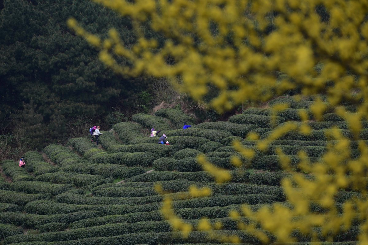 JinHyundooLD's tweet photo. 今日打卡近郊新晋山间茶园，山风裹着茶香超治愈，还偶遇了一群在拍婚纱照的新人，算是把春日限定的松弛感揣进怀里啦～ https://t.co/4Wg6Q4V6sc