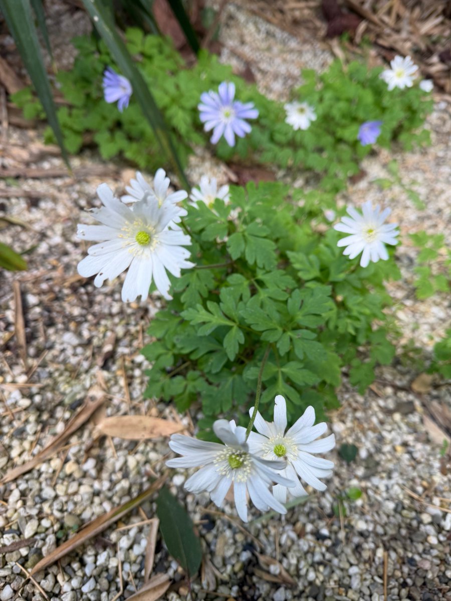 StephenGRyan's tweet photo. Anemone apennina bulking up in my rock garden, a real charmer. #asatours    #abcradio  #mtmacedon  #dicksoniarareplants  #thehorticulturalists https://t.co/kSg4XgvT2g