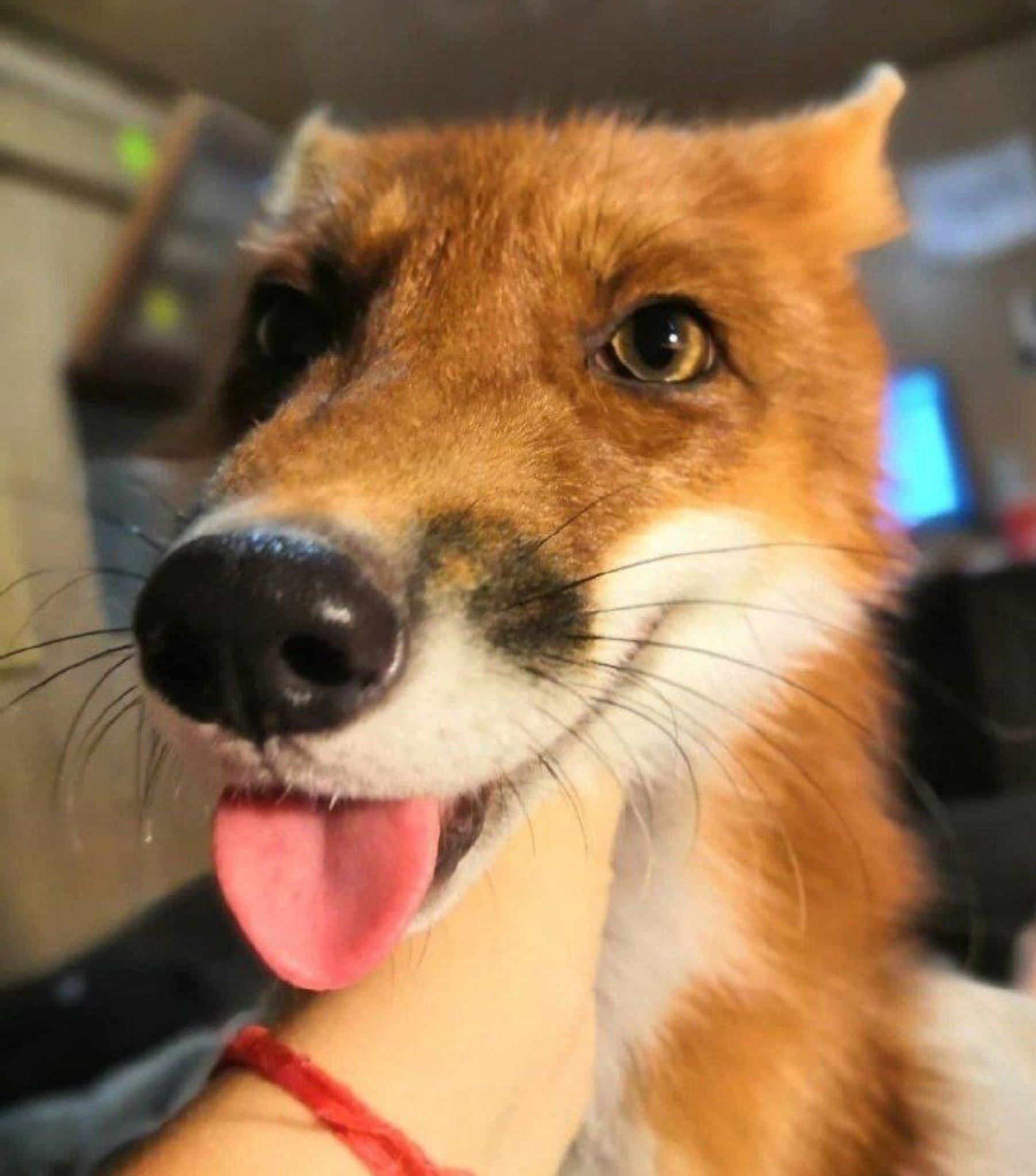 🍁 𝓣𝓱𝓮 𝓕𝓸𝔁 𝓛𝓲𝓯𝓮 🌾🦊 on X / X
