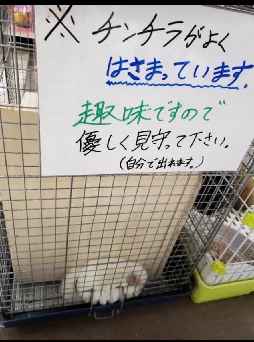 KOICHAN_ce's tweet photo. @nontamasub ￣(=∵=)￣ https://t.co/EAzmmUQxy8