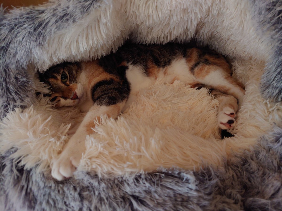 chatamomi_diary's tweet photo. 誕生日が近いので新しい寝床をプレゼント
気に入ってくれたみたい
#猫 
#猫との暮らし 
#猫のいる生活 
#猫好きさんと繋がりたい 
#猫写真 
#mnc_cat https://t.co/zEUJT0PEn2